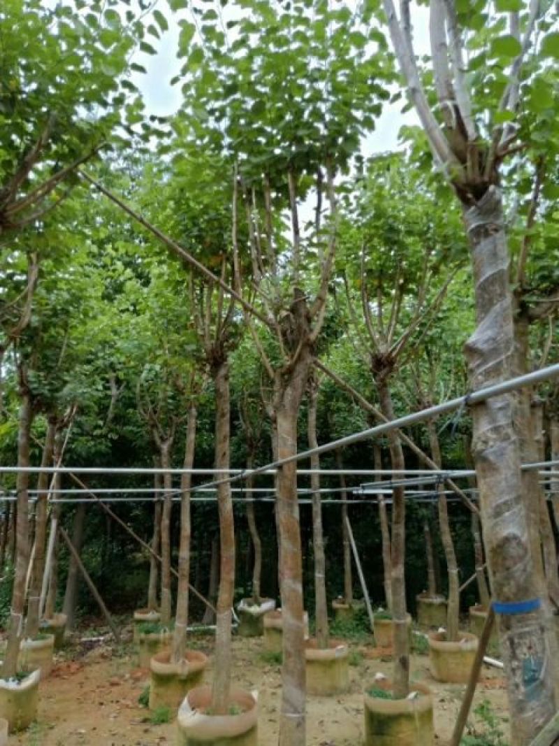 宫粉紫荆
