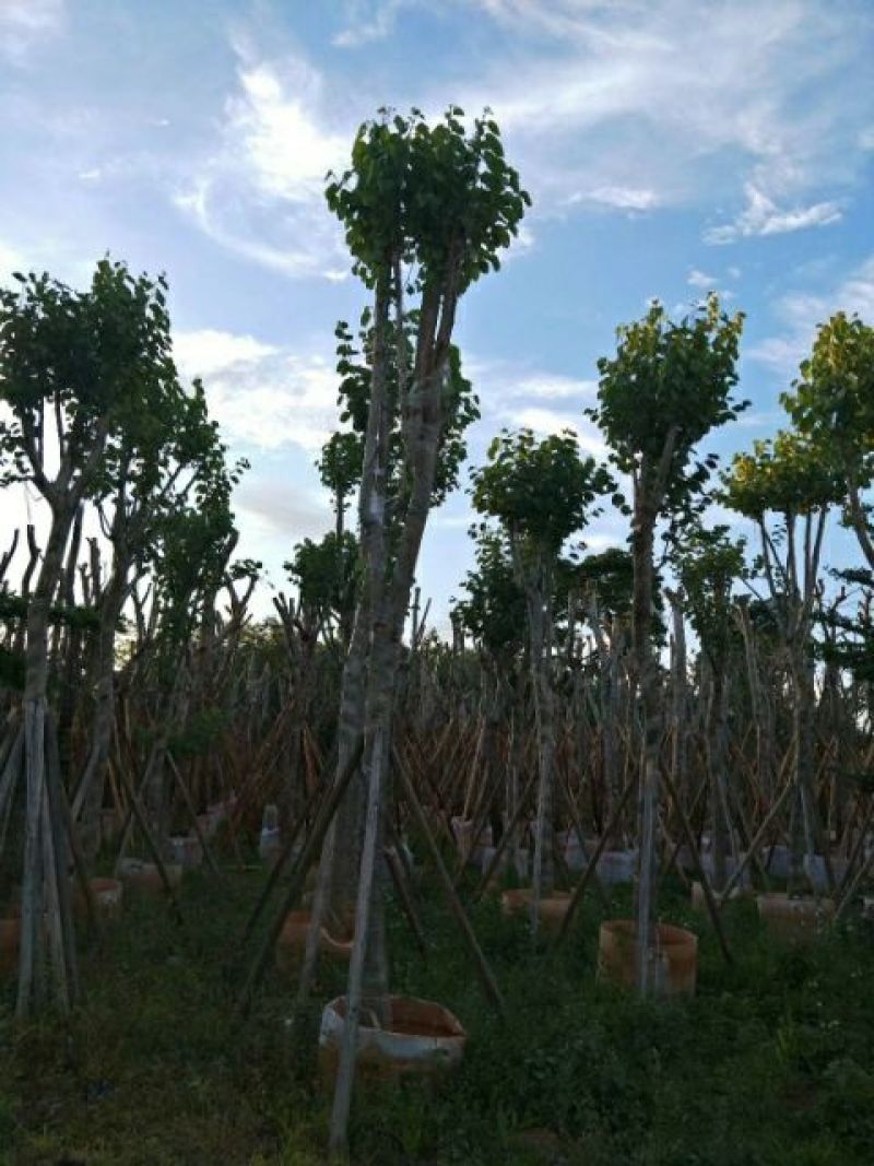 宫粉紫荆
