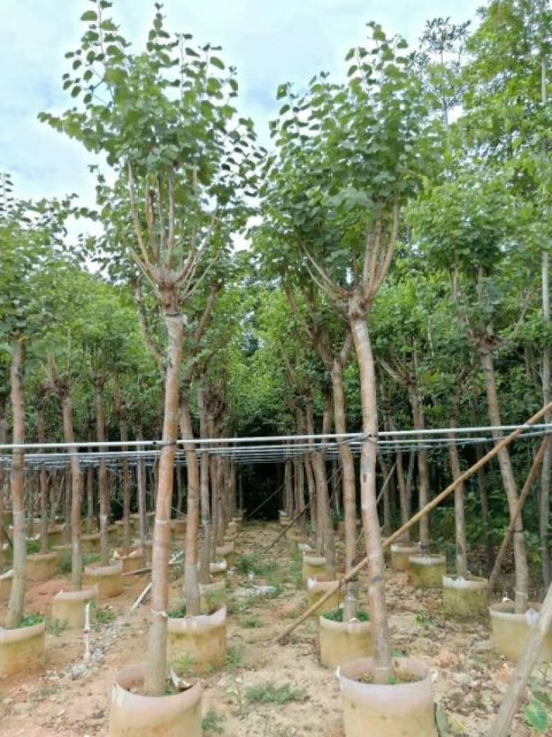 宫粉紫荆