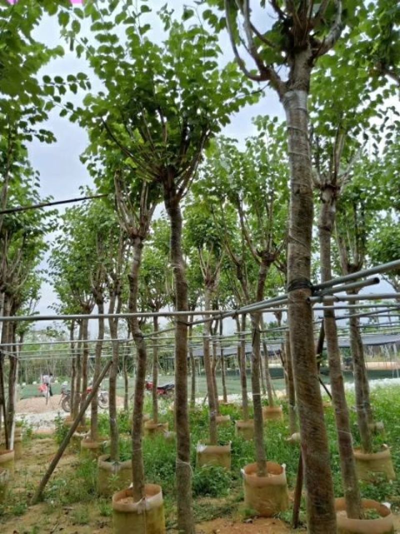 宫粉紫荆