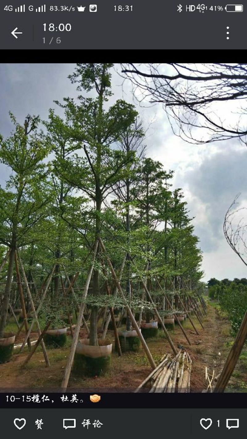 广东细叶榄仁树，基地直销，量大从优，品质保证，欢迎选购