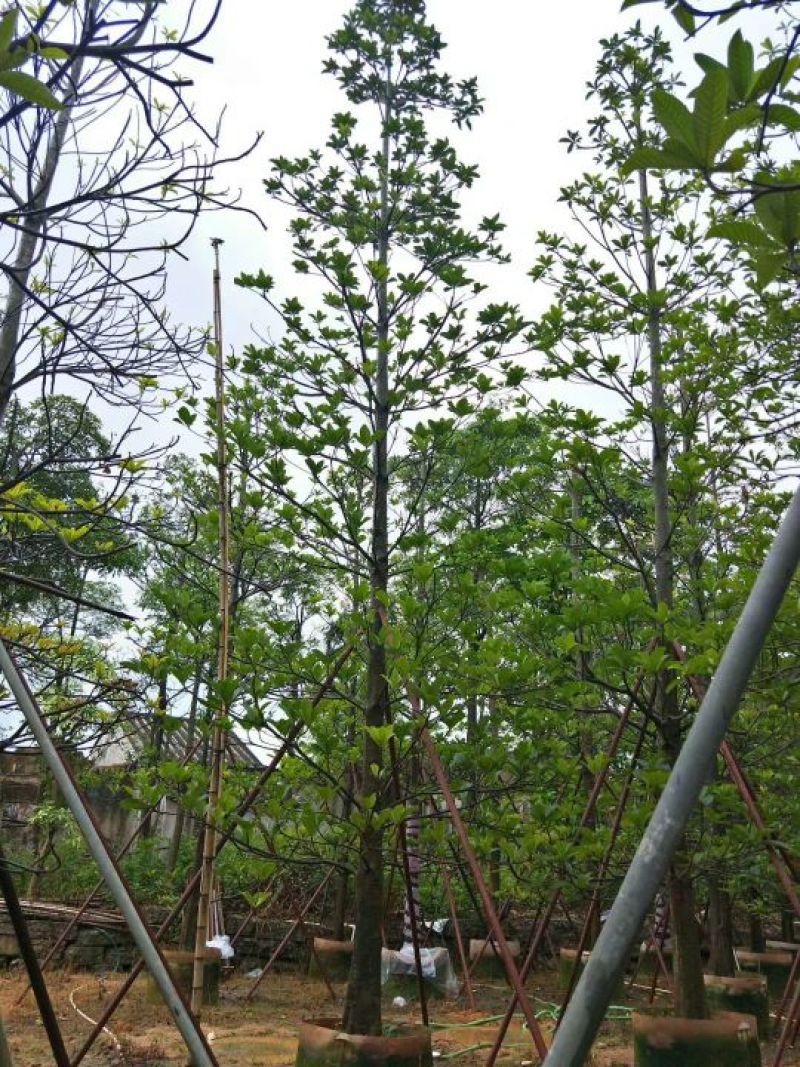 广东普宁大叶杜英，基地直销，量大从优，品质保证，欢迎选购