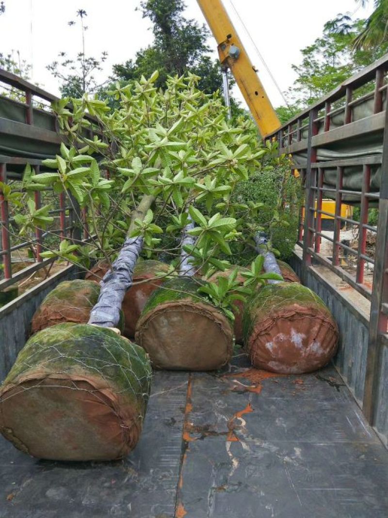 广东普宁大叶杜英，基地直销，量大从优，品质保证，欢迎选购