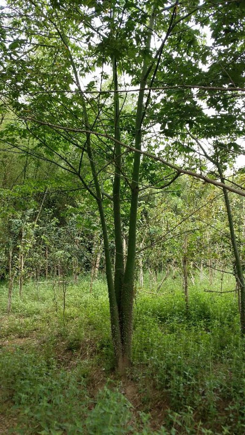 广东普宁美丽木棉，基地直销，量大从优，品质保证，欢迎选购
