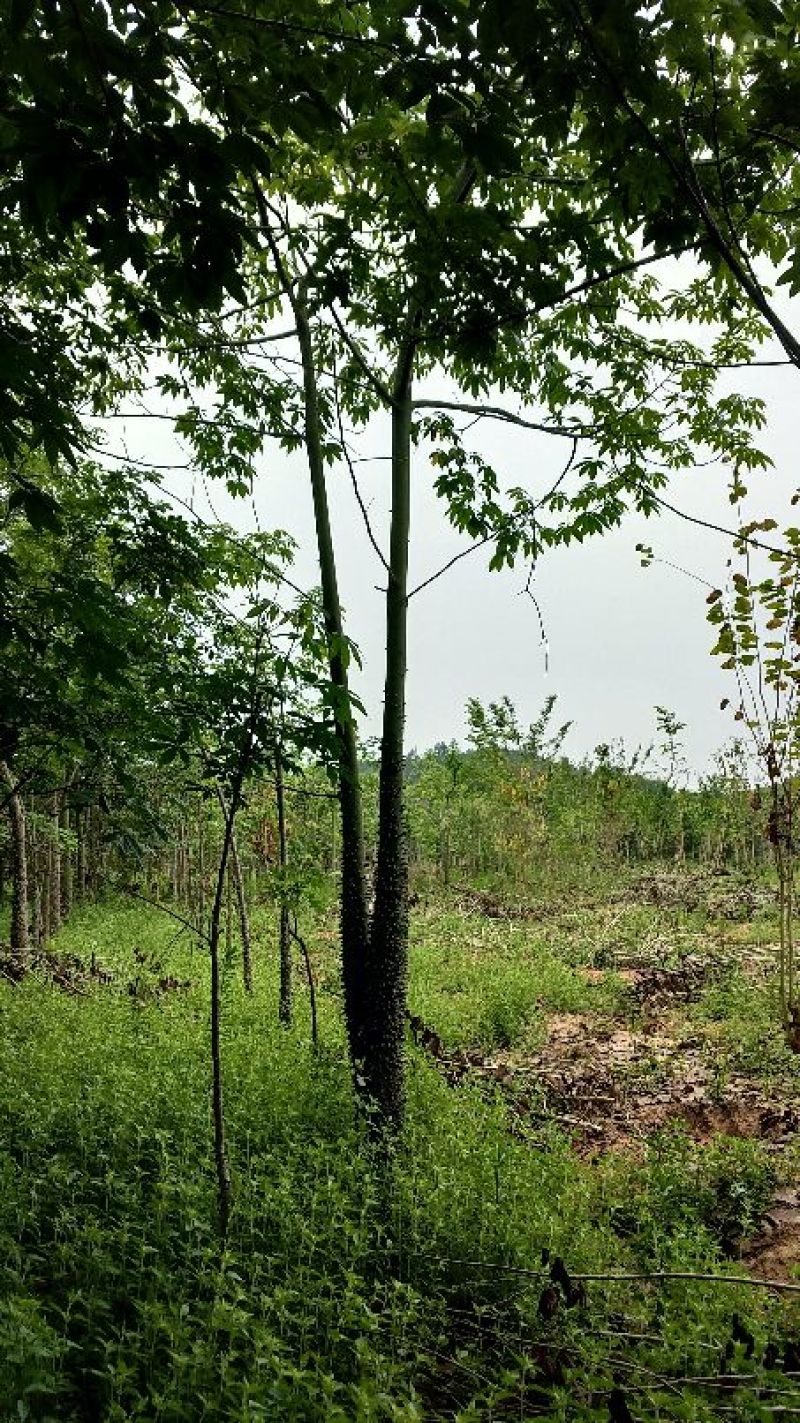 广东普宁美丽木棉，基地直销，量大从优，品质保证，欢迎选购