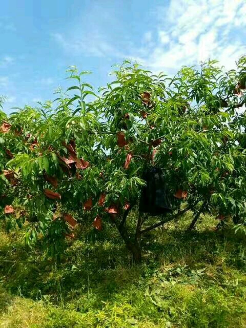 高山锦绣黄桃