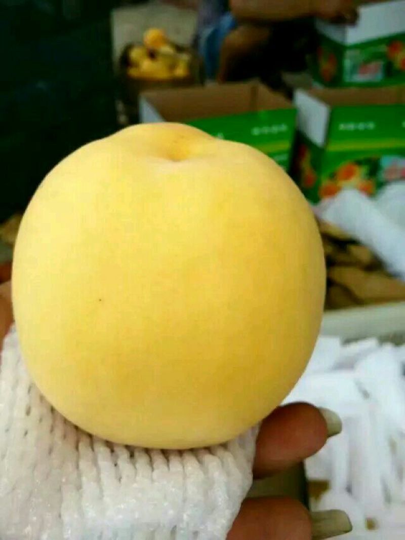 高山锦绣黄桃