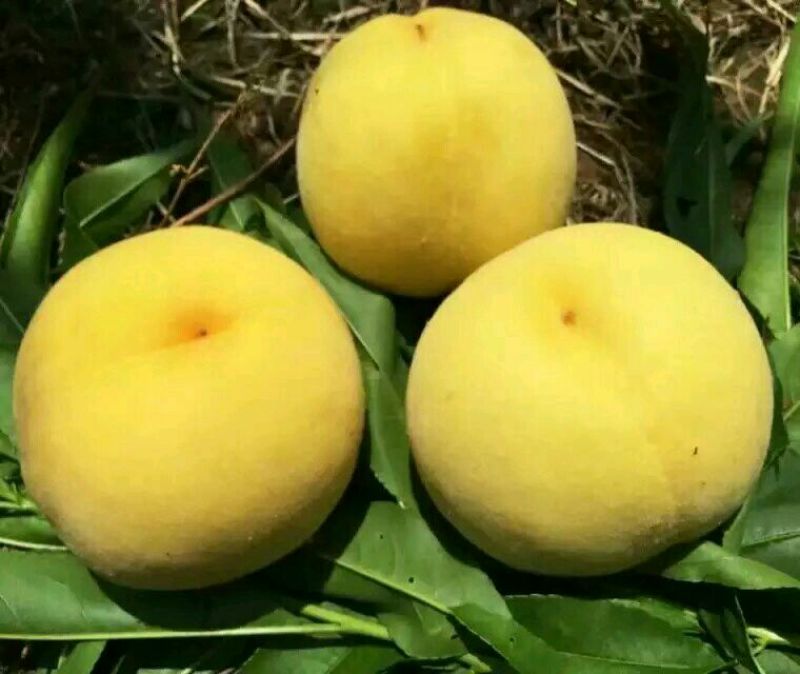 高山锦绣黄桃