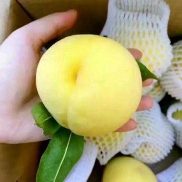 高山锦绣黄桃