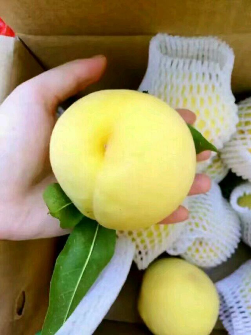 高山锦绣黄桃