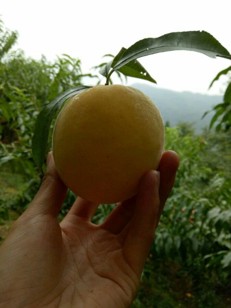 高山锦绣黄桃