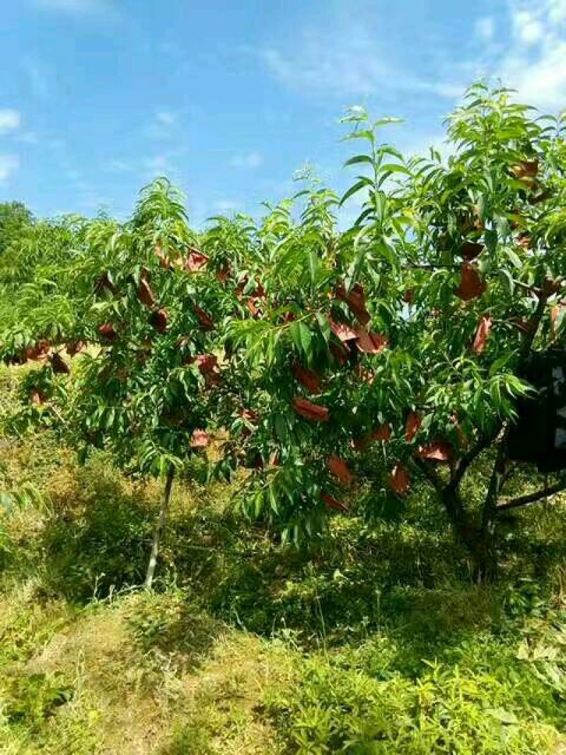 高山锦绣黄桃