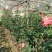 树桩月季