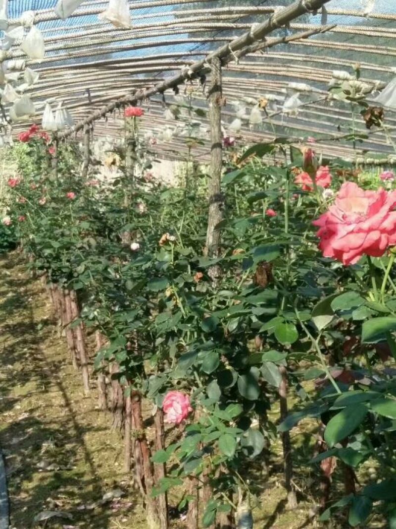 树桩月季