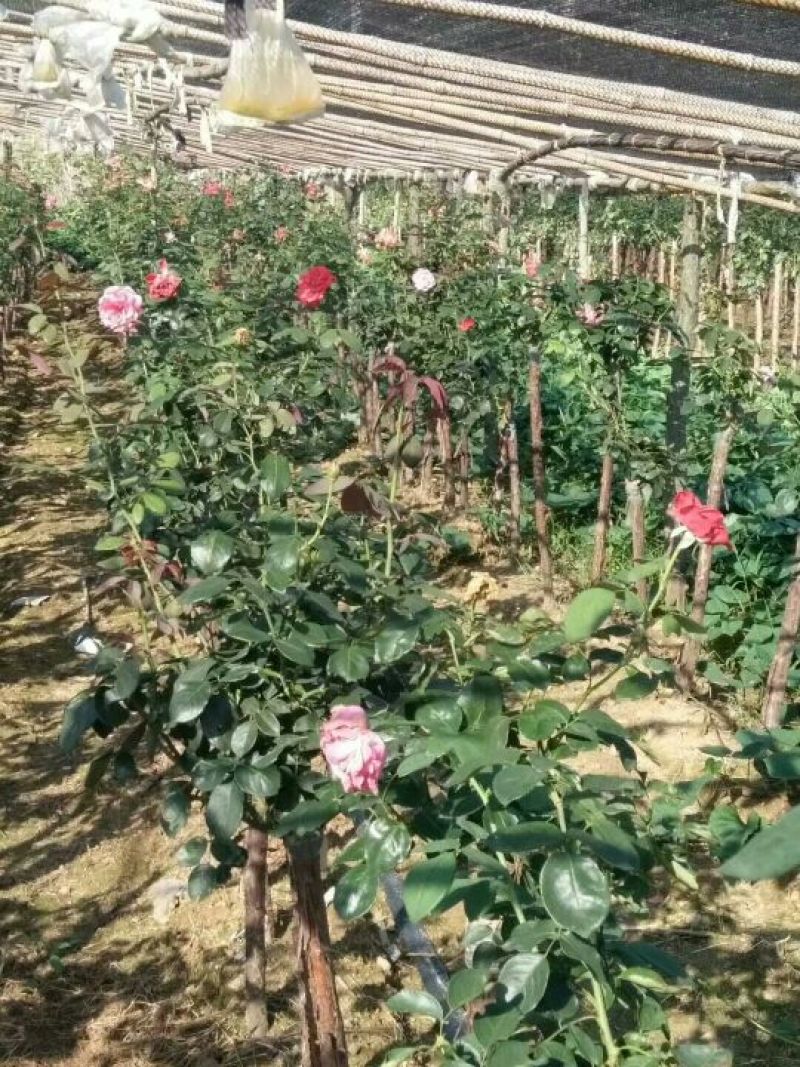 树桩月季