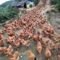 土鸡蛋纯粮喂养，山中散养。国家无公害认证。