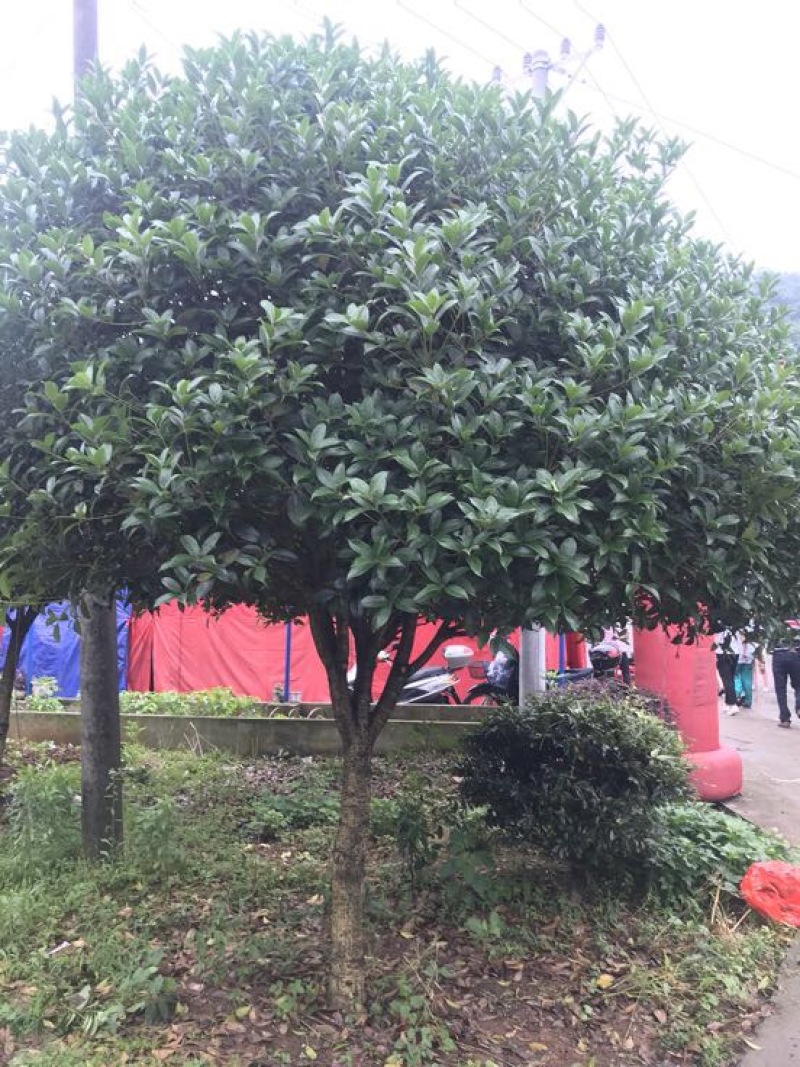 桂花10cm以下，树形优美，存活率高