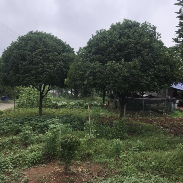 桂花10cm以下，树形优美，存活率高