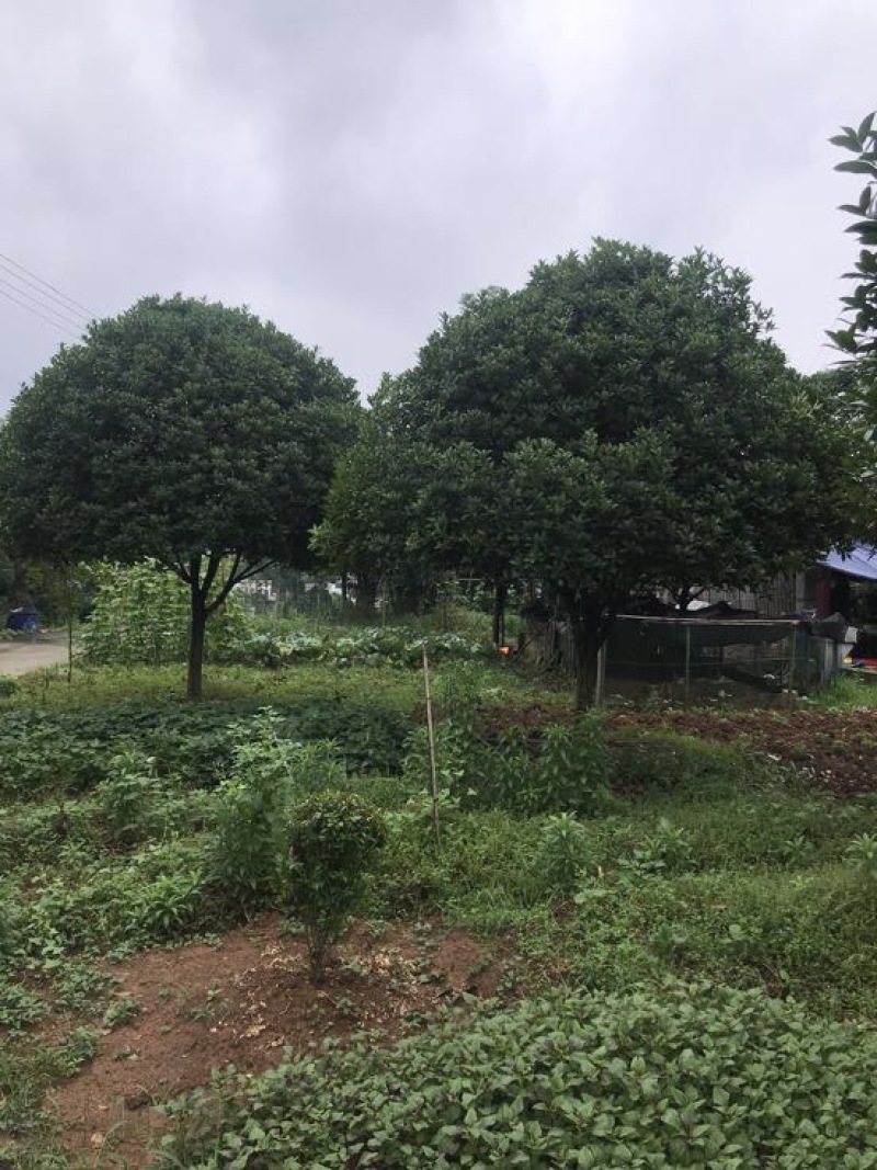 桂花10cm以下，树形优美，存活率高