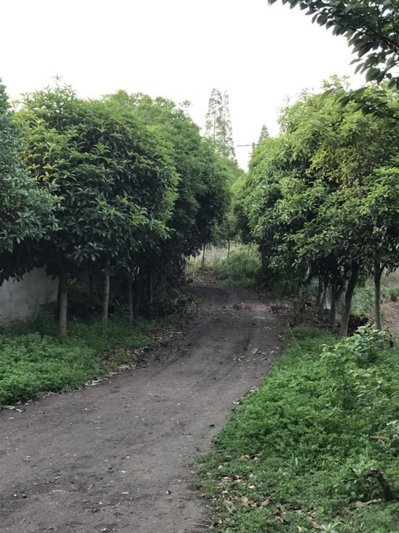 桂花10cm以下，树形优美，存活率高