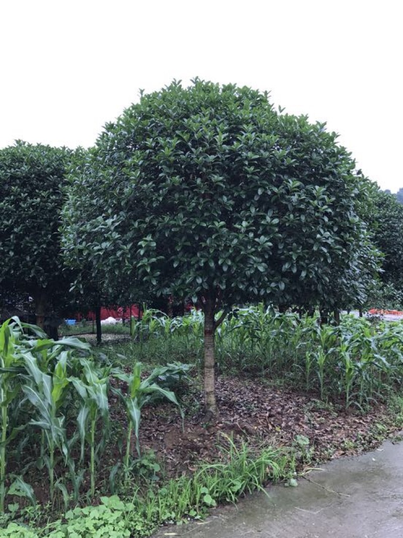 桂花10cm以下，树形优美，存活率高