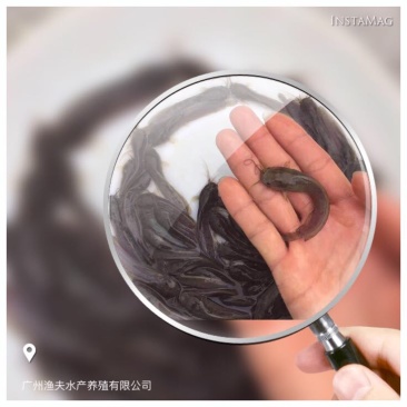 本地塘虱鱼苗人工养殖