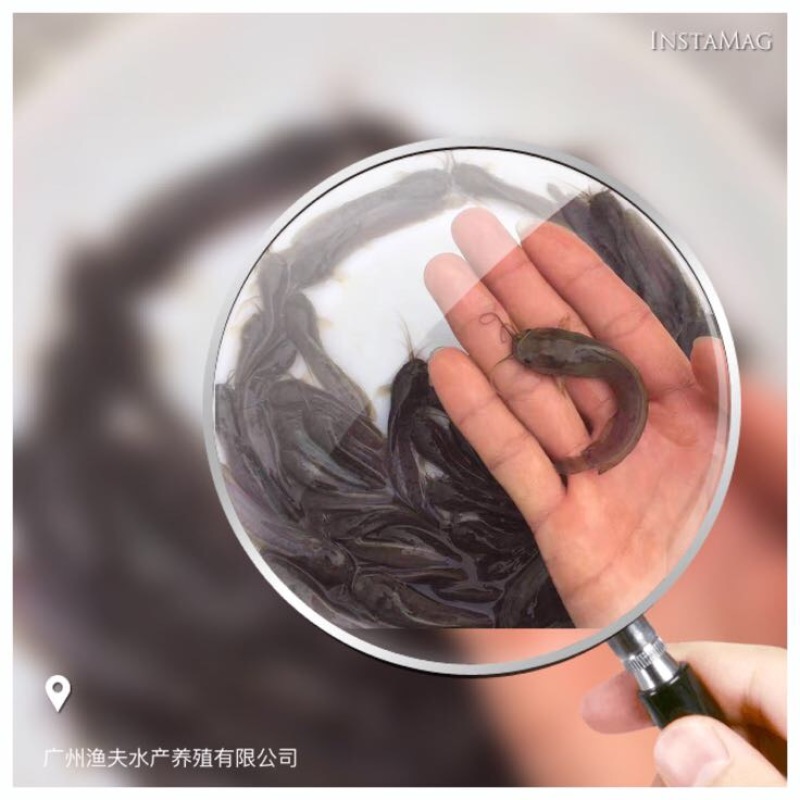 本地塘虱鱼苗人工养殖