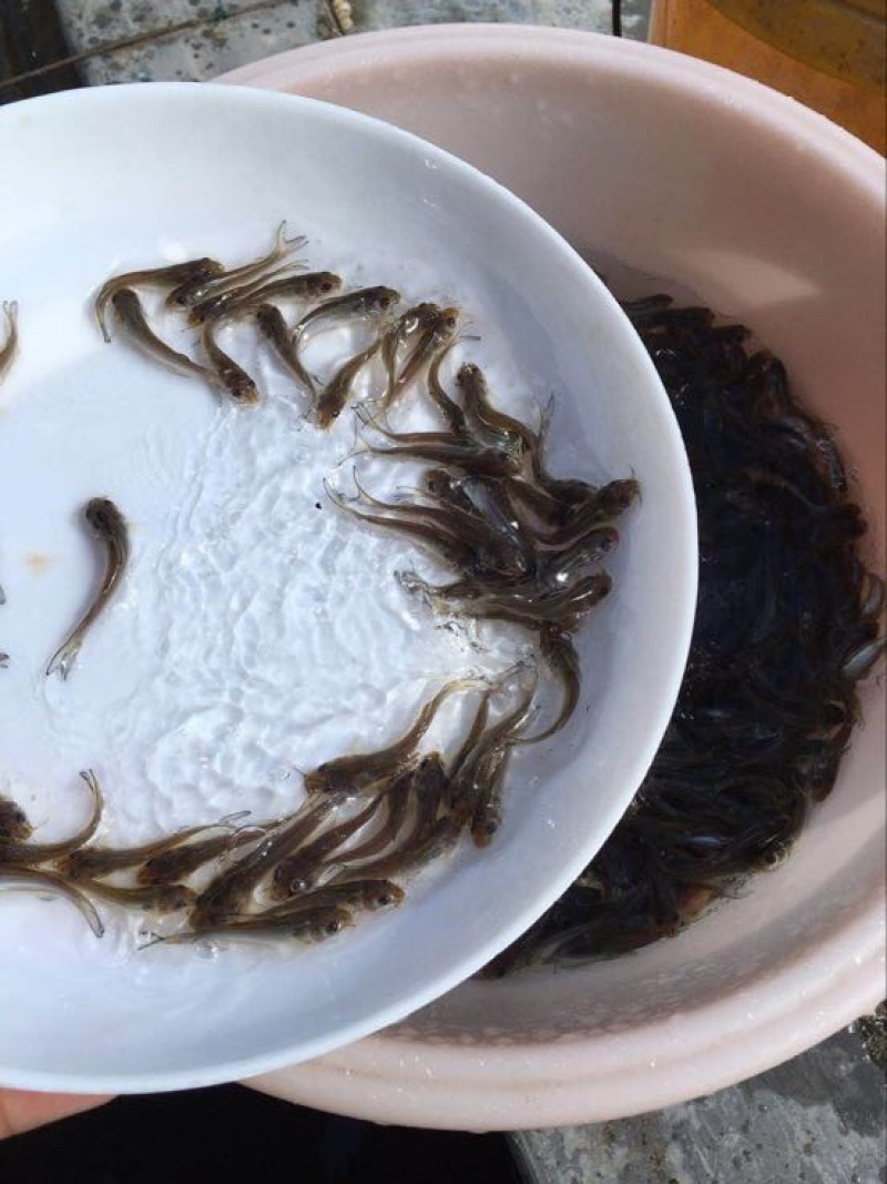 鮰鱼苗