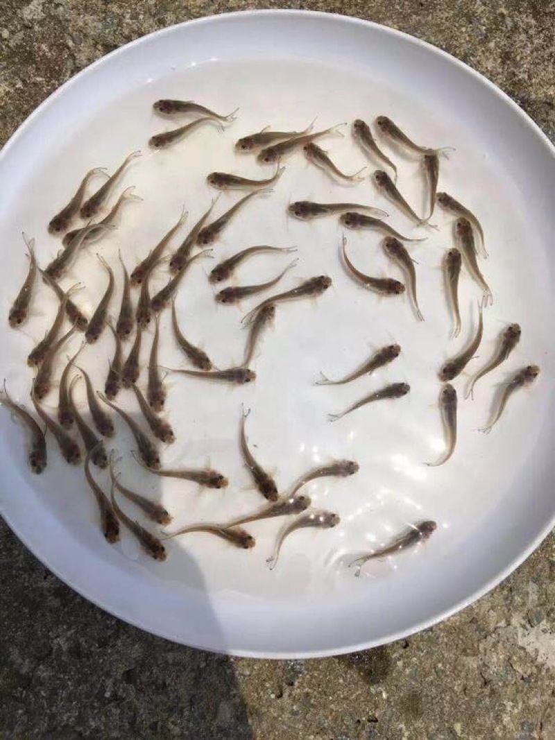鮰鱼苗