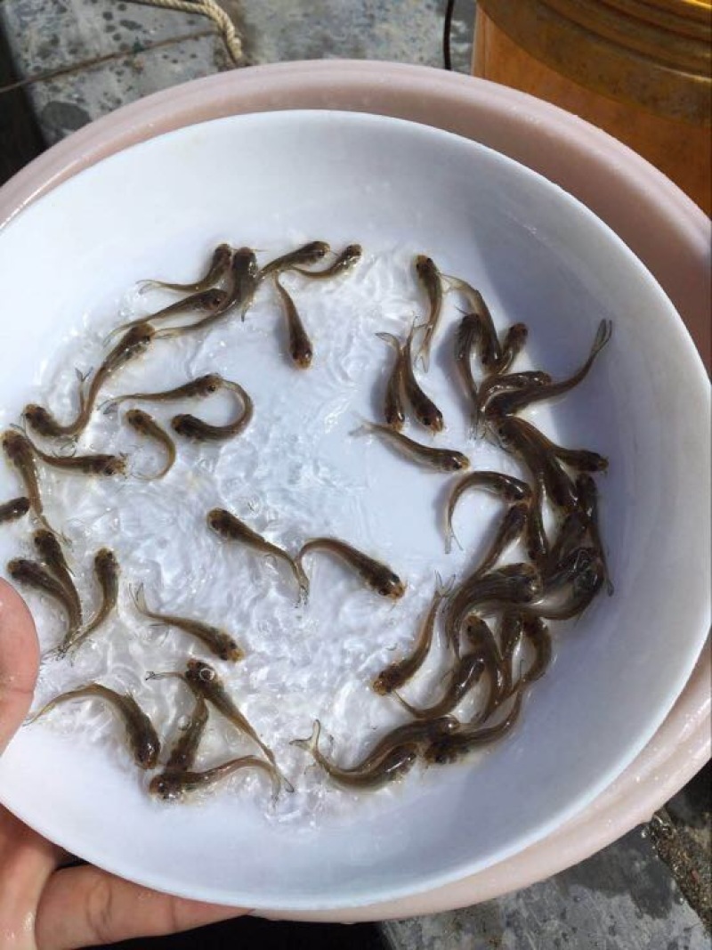 鮰鱼苗