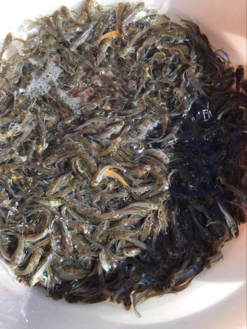 鮰鱼苗