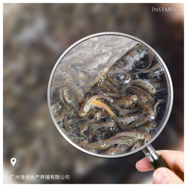 鮰鱼苗