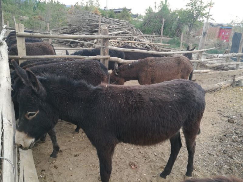 肉驴出售