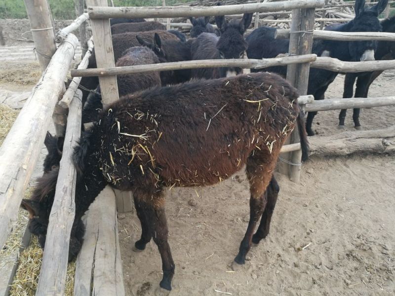 肉驴出售