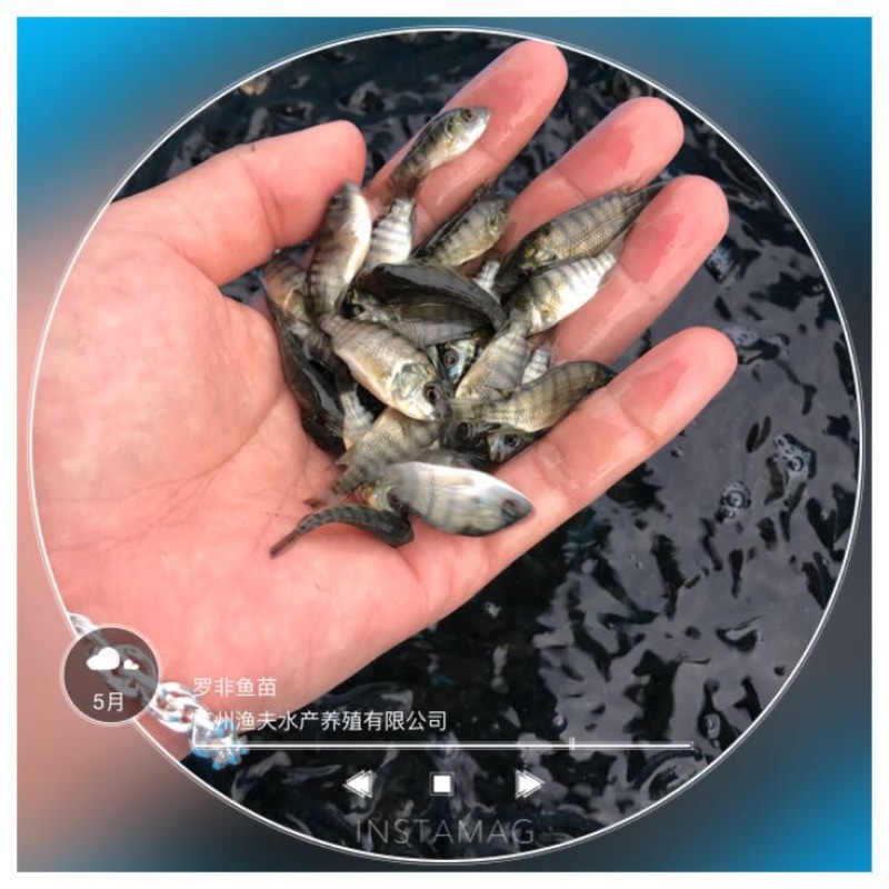 罗非鱼苗8朝
