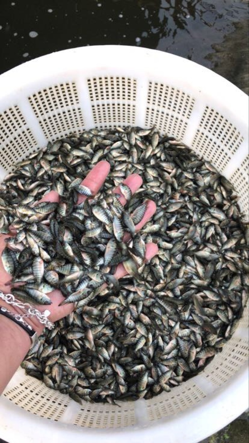罗非鱼苗8朝