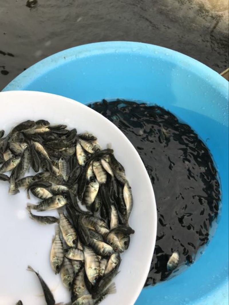 罗非鱼苗8朝