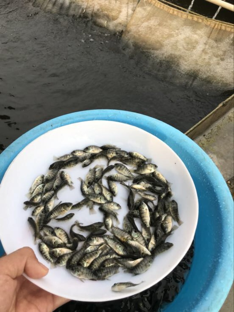 罗非鱼苗8朝