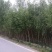 旱柳出售