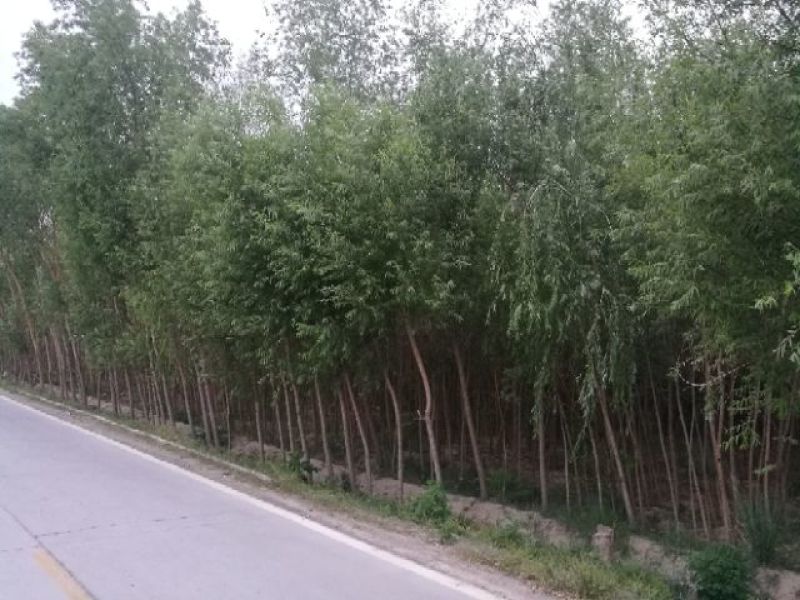 旱柳出售