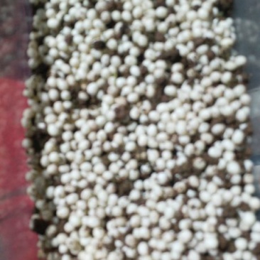 白玉蜗牛卵，精选蜗牛蛋。700粒左右