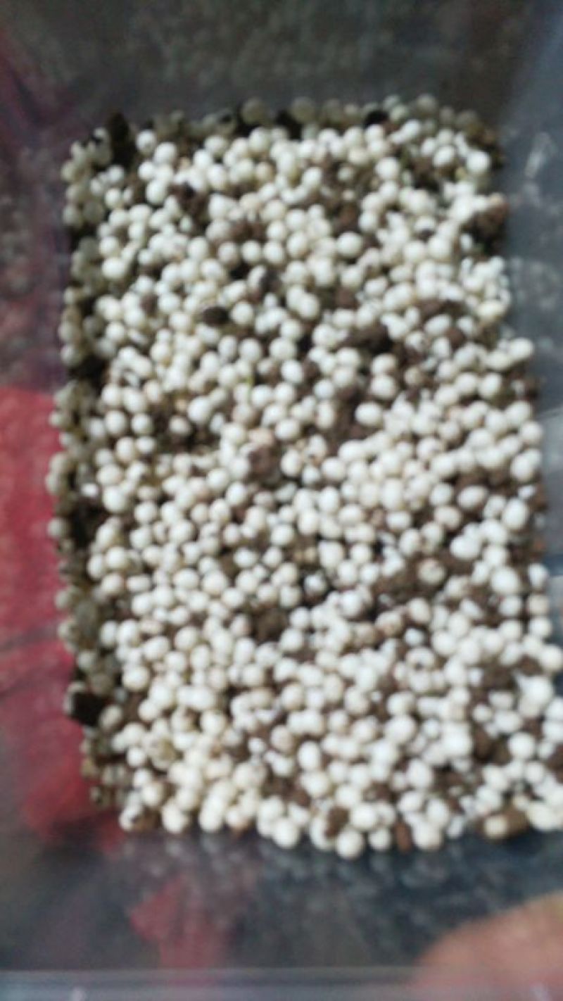 白玉蜗牛卵，精选蜗牛蛋。700粒左右
