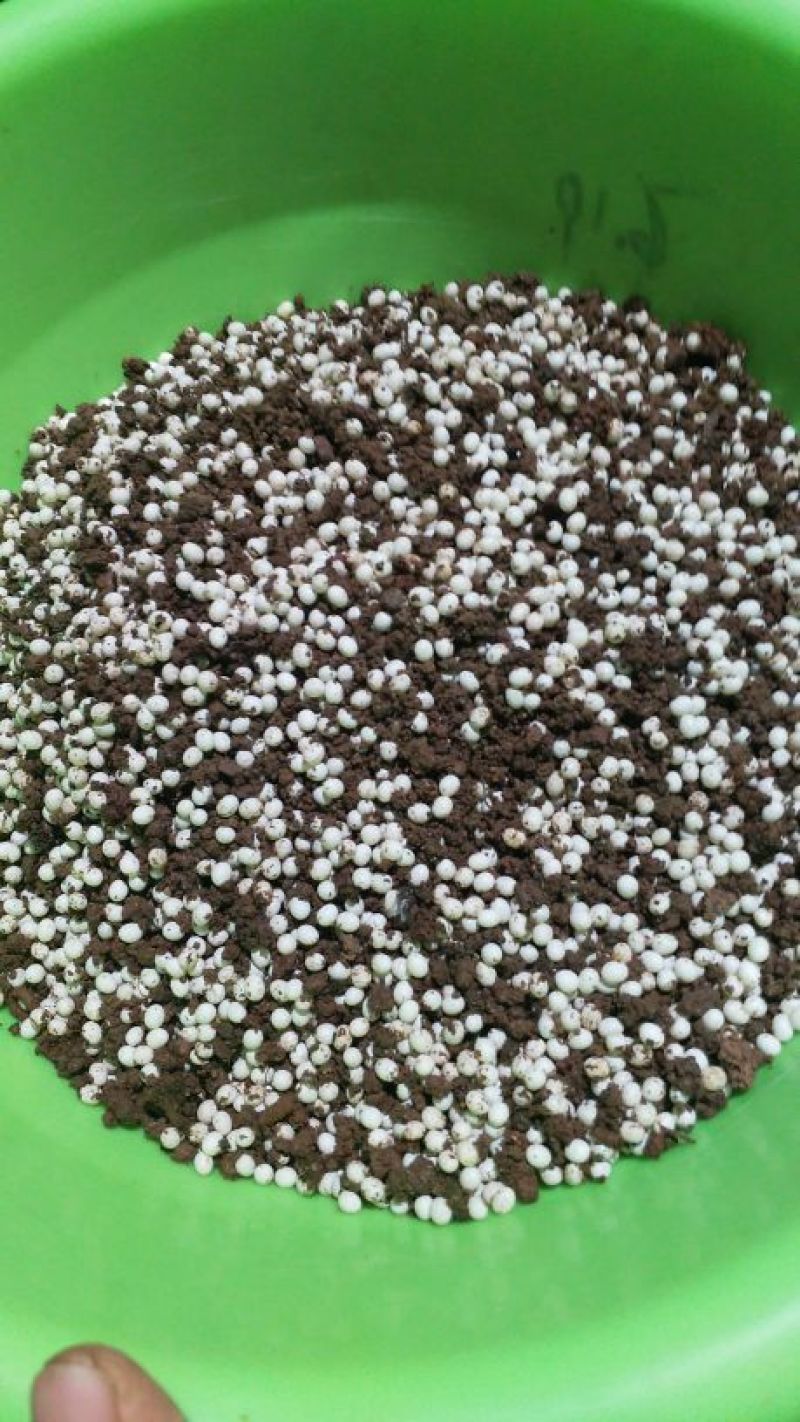 白玉蜗牛卵，精选蜗牛蛋。700粒左右
