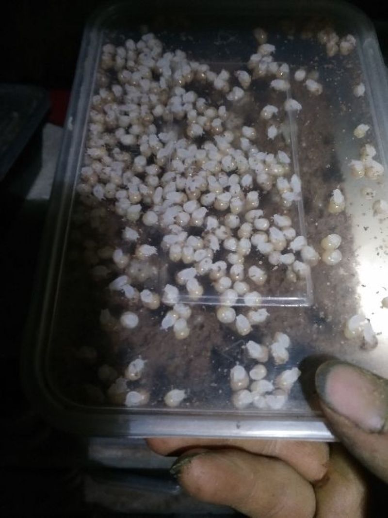 白玉蜗牛卵，精选蜗牛蛋。700粒左右
