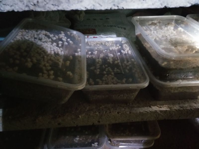 白玉蜗牛卵，精选蜗牛蛋。700粒左右