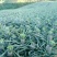 (菠萝)无眼菠萝无眼凤梨1.5~2斤甜蜜蜜，黄金凤梨
