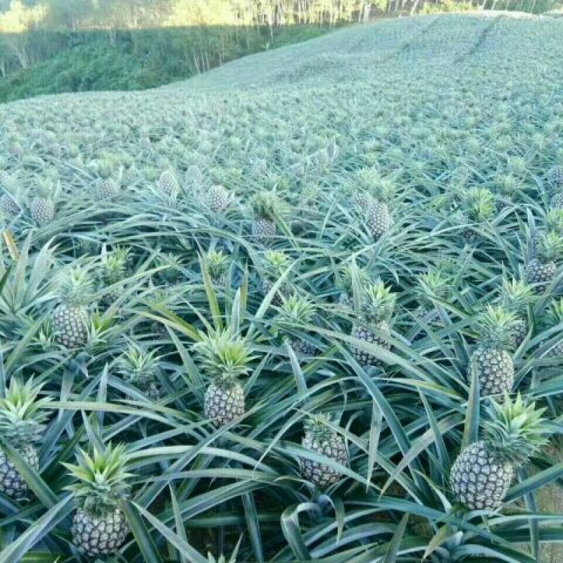 (菠萝)无眼菠萝无眼凤梨1.5~2斤甜蜜蜜，黄金凤梨