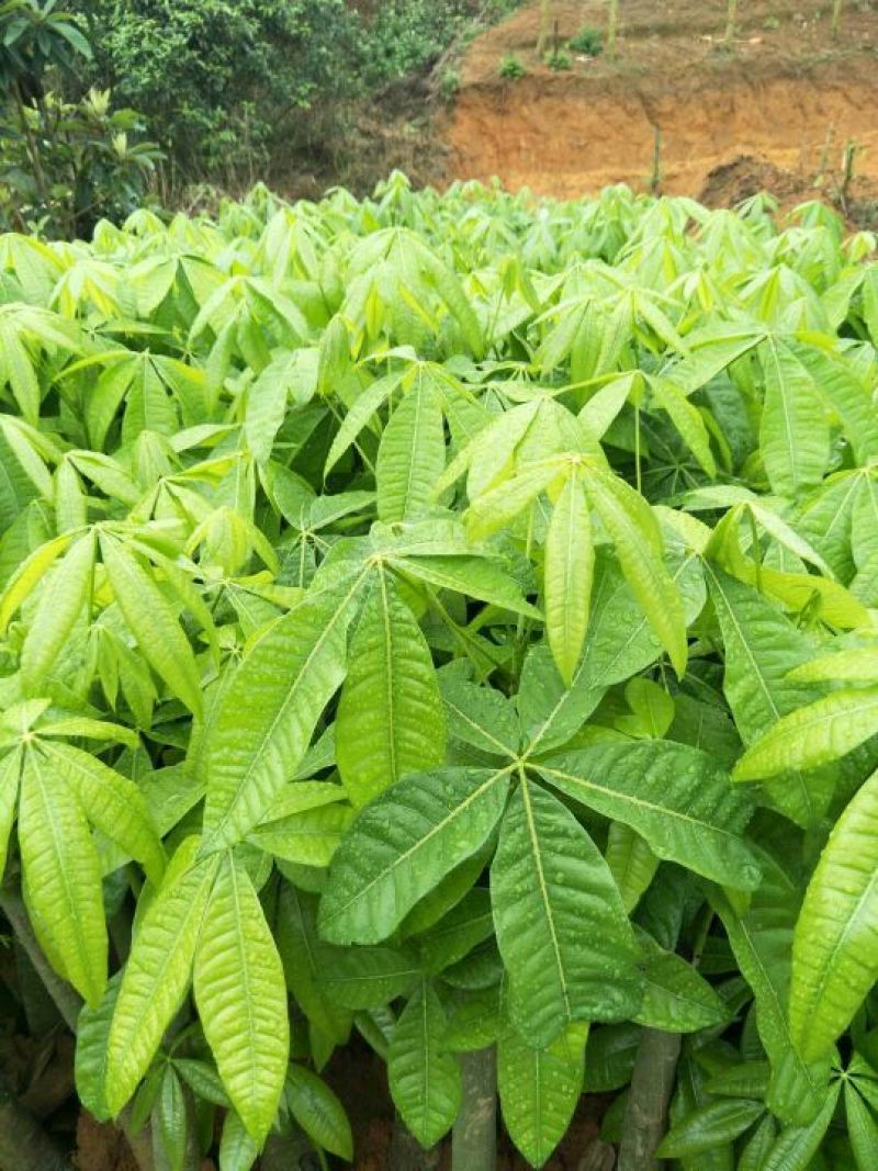 发财树，盆景，适合庭园，室内门口绿化植物包邮发货