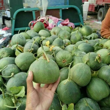 费县绿宝石甜瓜