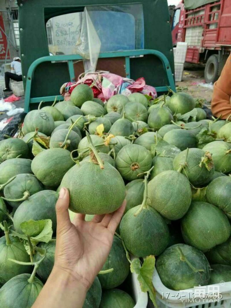 费县绿宝石甜瓜